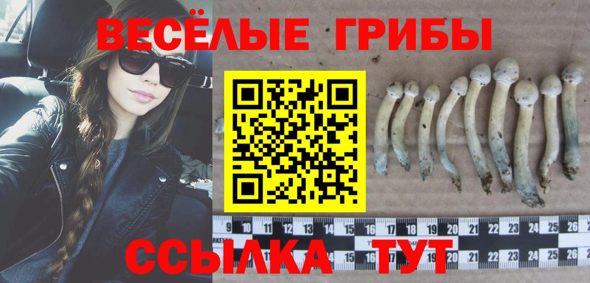 Галлюциногенные грибы Psilocybe  Вход с VPN  Псилоцибиновые грибы GOLDEN TEACHER  где купить наркоту  Вологда 
